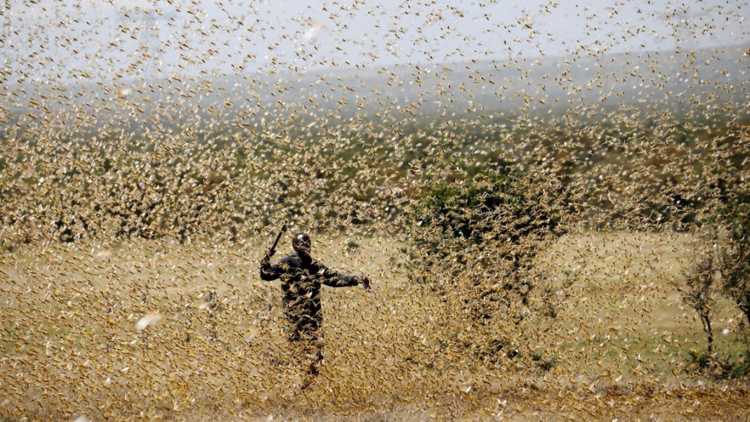 Pakistan fights off locust